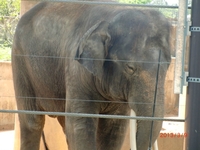 はじめての動物園 2013/03/10 00:08:09