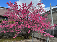 桜満開❗️2023.2.8 2023/02/08 16:58:07