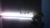 まかびのおススメ居酒屋”新城家” 2015/07/03 18:25:49