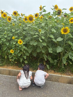 ひまわり畑