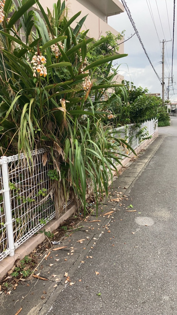 道路側に伸びた植栽！