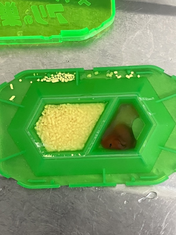 アリの行列