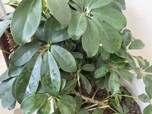 【観葉植物にもカビ対策を!&うるま市高江洲の1LDK空き予定のお知らせ】 【観葉植物にもカビ対策を!&うるま市高江洲の1LDK空き予定のお知らせ】
