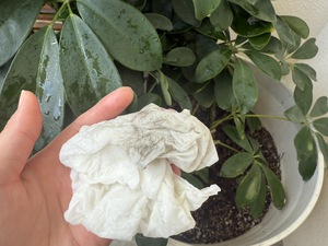 【観葉植物にもカビ対策を!&うるま市高江洲の1LDK空き予定のお知らせ】 【観葉植物にもカビ対策を!&うるま市高江洲の1LDK空き予定のお知らせ】