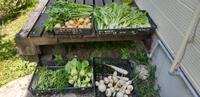 根菜類の収穫 2024/08/09 06:05:00
