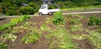 心配が現実に。。。民家の近くの畑に、”お猿さん集団”が。。。 2024/07/05 06:00:00