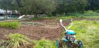 雑草との戦い 2024/08/12 06:05:00