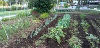キャベツの収穫，まじかに 2024/08/14 06:05:00