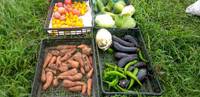 収穫野菜のお裾分け 2024/09/08 06:05:00