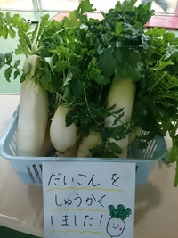 収穫 2015/02/06 20:10:00