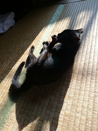 日向ぼっこ 2015/02/12 16:32:15