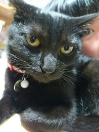くろねこの・・・ 2015/02/09 22:05:35