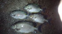 お土産のカ-エ-釣り