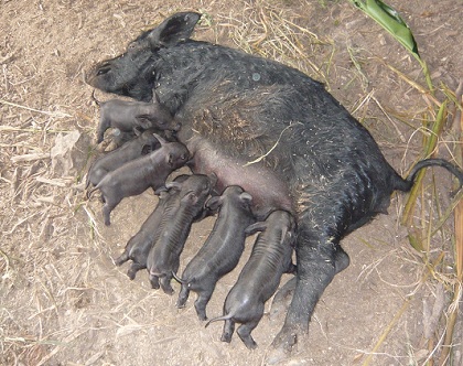 カナンファームの嫁 豚の赤ちゃん
