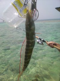 ゴールデンフィッシュ！ 2010/05/03 11:30:32