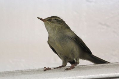 迷鳥(まいご)２