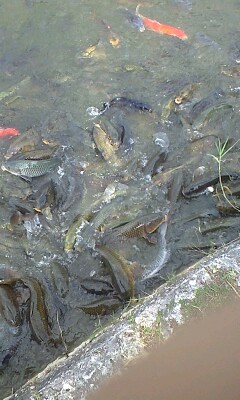 公園デビュー