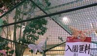 ちょうちょう愛好会イオンジャスコ具志川店舗にて 2011/11/16 07:00:00