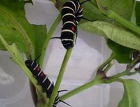 オオゴマダラの幼虫日に日に成長５ 2011/06/30 11:47:32