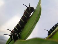 オオゴマダラ観察日記開始３ 2011/06/26 01:00:00