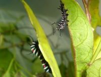 オオゴマダラ観察日記開始４ 2011/06/28 12:15:38