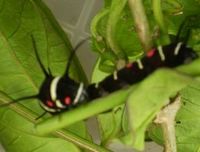 オオゴマダラ観察日記８ 2011/07/03 07:00:00