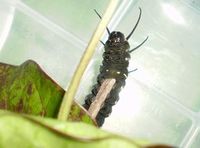 オオゴマダラ観察日記９ 2011/07/05 16:03:28