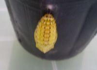 オオゴマダラ観察日記１３ 2011/07/06 13:44:48