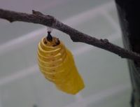 オオゴマダラ観察日記１４ 2011/07/07 10:56:46