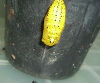 オオゴマダラ観察日記１５ 2011/07/07 18:46:22