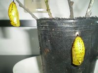 オオゴマダラ観察日記１６ 2011/07/08 09:41:48