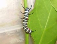 オオゴマダラ観察日記開始 2011/06/24 14:36:19