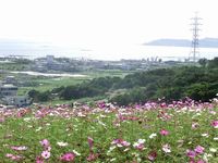 コスモス見てきました。 2011/11/24 15:48:20