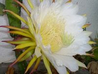 ドラゴンフルーツの花 2011/06/23 18:26:15