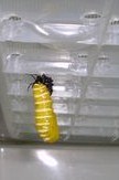 オオゴマダラの幼虫日に日に成長３