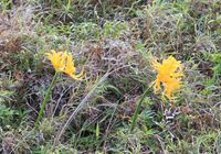 花の名前を教えて 2009/10/09 09:00:00