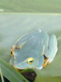自然の中の生き物たち