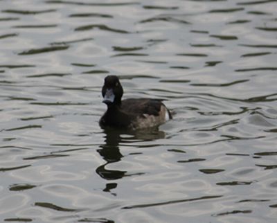 県総合運動公園の鳥たち