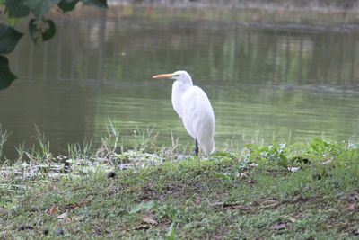 県総合運動公園の鳥たち