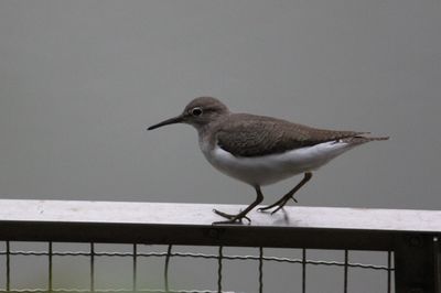 県総合運動公園の鳥たち
