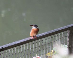 県総合運動公園の鳥たち