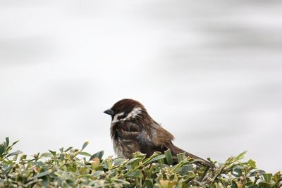 県総合運動公園の鳥たち