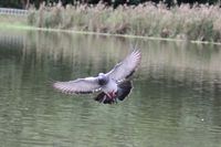 県総合運動公園の鳥たち