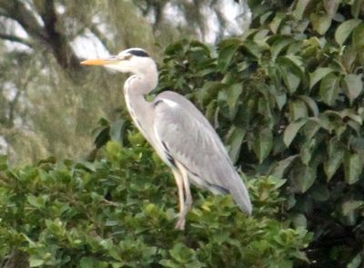 県総合運動公園の鳥たち