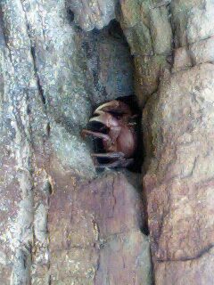 自然の中の生き物たち