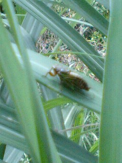 自然の中の生き物たち