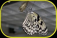 オオゴマダラ 2009/11/18 10:24:58