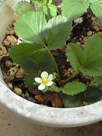 我が家の花たち
