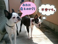 初飛行犬 2012/04/27 23:49:28
