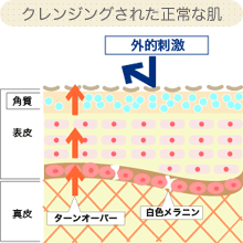 クレンジングされた正常な肌